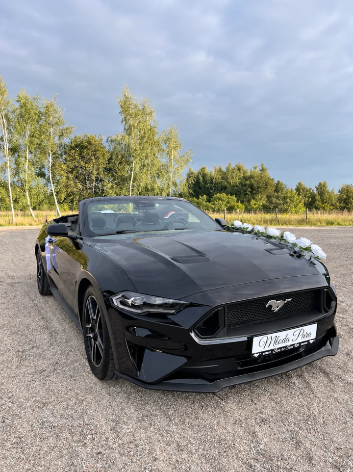 Mustang z białymi kwiatami w popołudniowym świetle